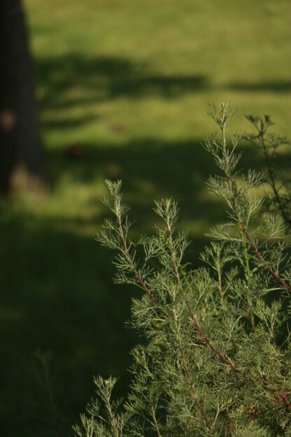 Гидролат полыни Artemisia arbotanum Cola Plant