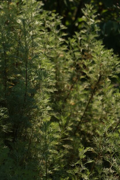 Гидролат полыни Artemisia arbotanum Cola Plant