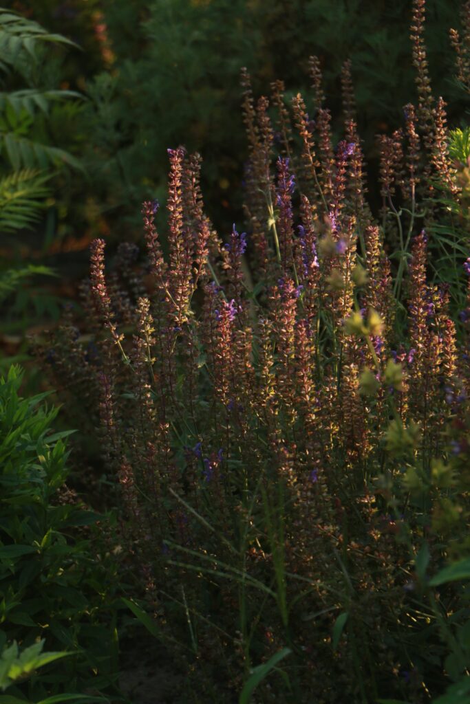 Гідролат шавлії лікарської Salvia officinalis