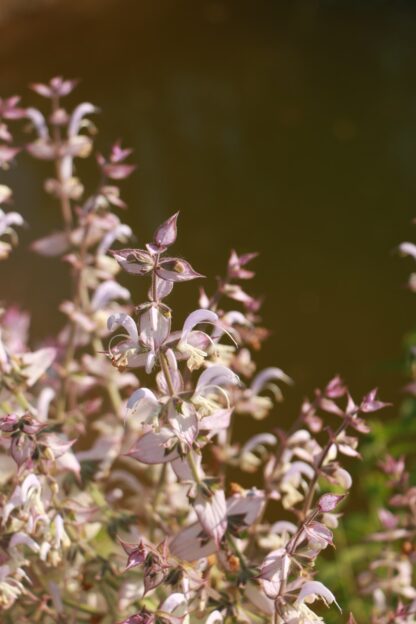 Гідролат шавлії мускатної Salvia sclarea
