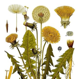 Гідролат кульбаби Taraxacum officinale
