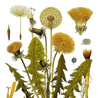 Гідролат кульбаби Taraxacum officinale