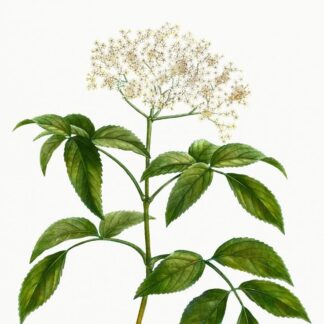 Гідролат цвіту чорної бузини Sambucus nigra