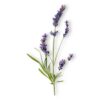 Гідролат лавандина Lavandula hybrida
