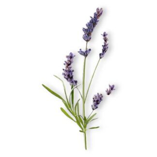 Гідролат лавандина Lavandula hybrida
