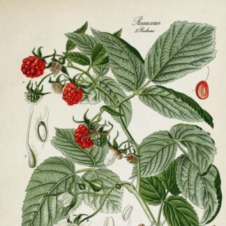 Гідролат листа малини Rubus idaeus