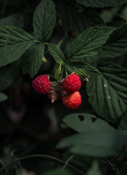 Гідролат листа малини Raspberry Leaf Hydrosol