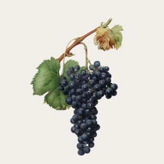 Гідролат чорного винограду Vitis vinifera