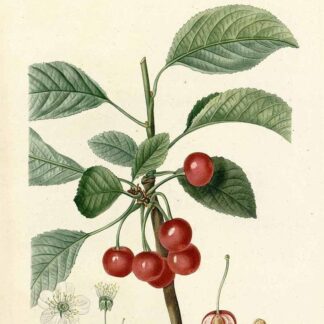 Гідролат вишні Prunus cerasus