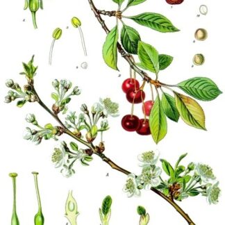 Гідролат вишні зі стиглих ягід Prunus cerasus