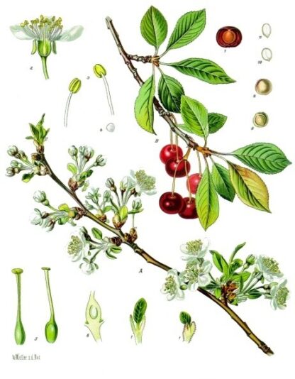 Гідролат вишні зі стиглих ягід Prunus cerasus