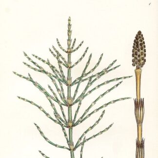 Гідролат хвоща польового Equisetum arvense