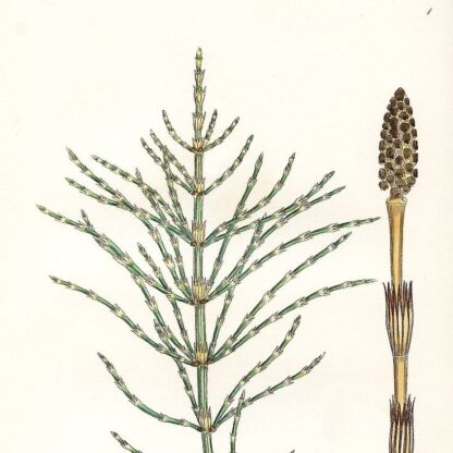 Гідролат хвоща польового Equisetum arvense