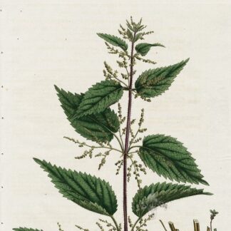Гідролат кропиви дводомної Urtica Dioica