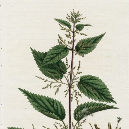 Гідролат кропиви дводомної Urtica Dioica