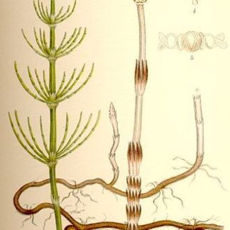 Гідролат хвоща польового Equisetum arvense