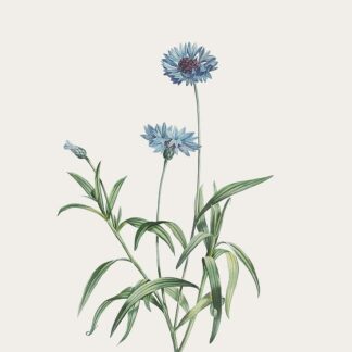 Гідролат волошки синьої Centaurea cyanus
