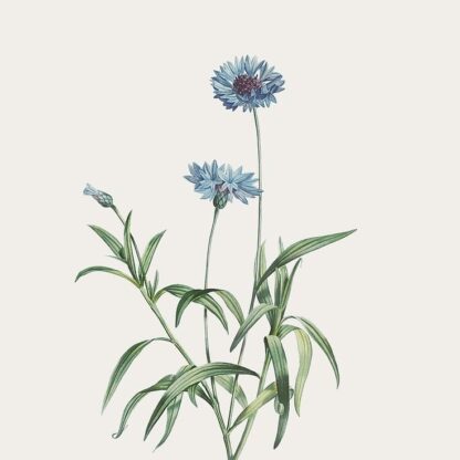 Гідролат волошки синьої Centaurea cyanus