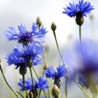 Гідролат волошки синьої Centaurea cyanus