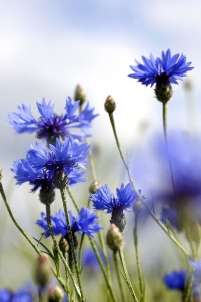 Гідролат волошки синьої Centaurea cyanus