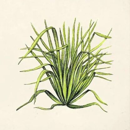 Гідролат лемонграсу Cymbopogon citratus
